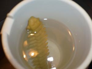 post-10710-1211131611_thumb.jpg