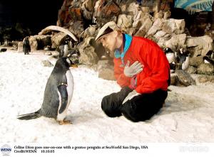 Pinguin.jpg