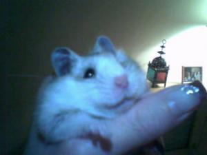 post-6670-1146202042_thumb.jpg